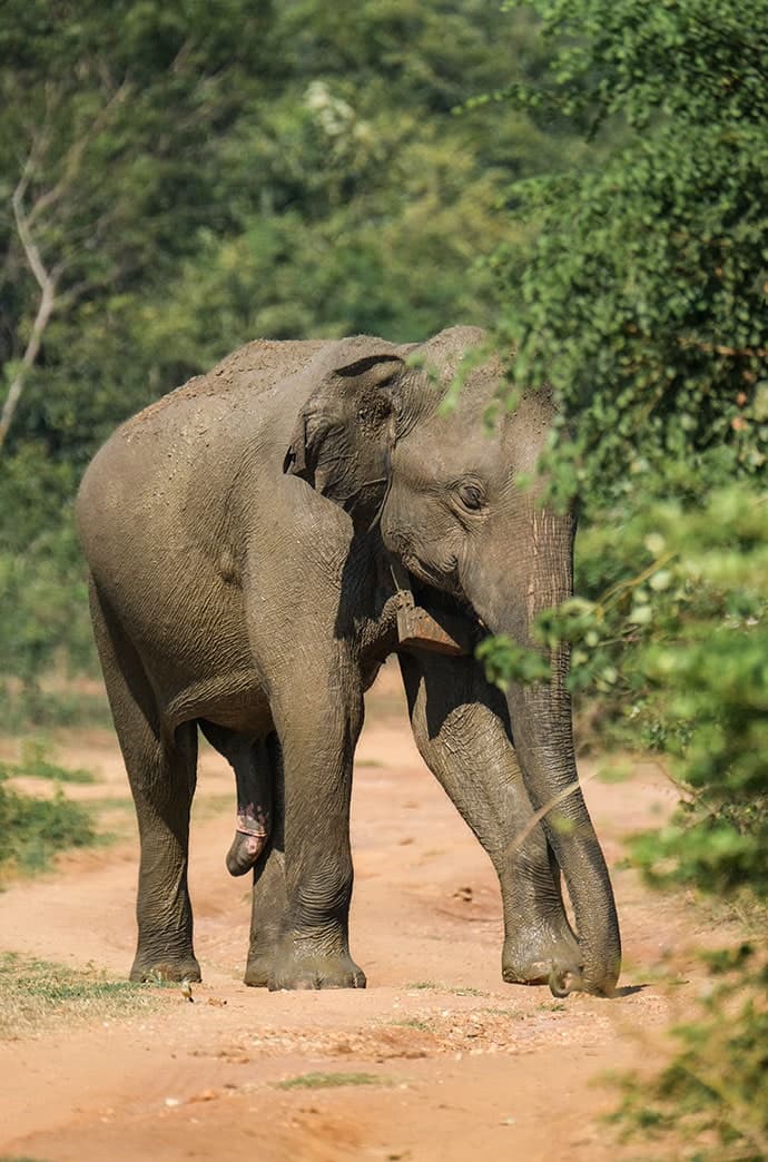 Go on a Day Safari at Udawalawe National Park