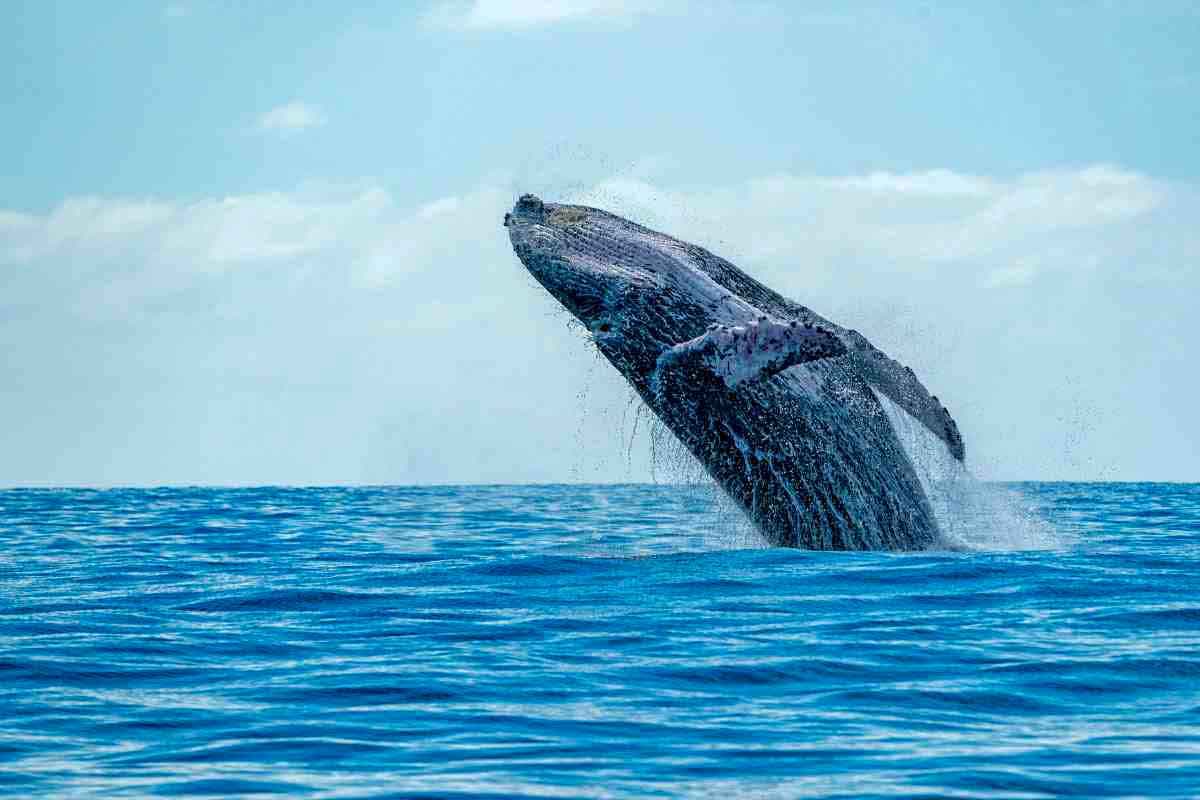 Go Whale-Watching in Mirissa